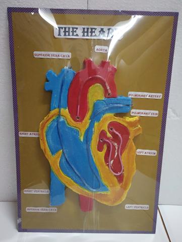 The Heart 3D Model